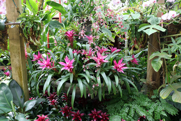 Photo of flowers at Selby Gardens