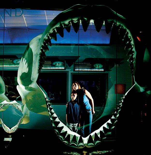 Shark exhibit, courtesy Florida Museum of Natural History.