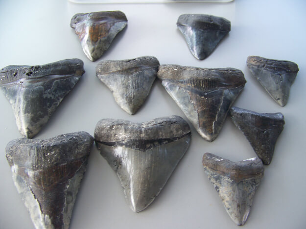 Larger shark teeth found during scuba diving trips off the coast of Venice