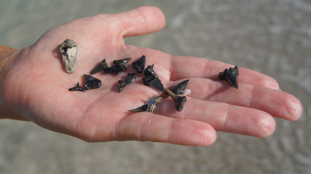 Photo of shark teeth found on the beach