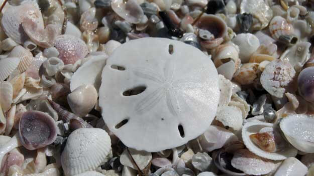 Sand dollar on top of shells at one of Southwest Florida's Best Shell Destinations. 
