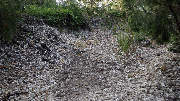 Photo of Shell Mound trail, Lower Suwannee Wildlife Refuge