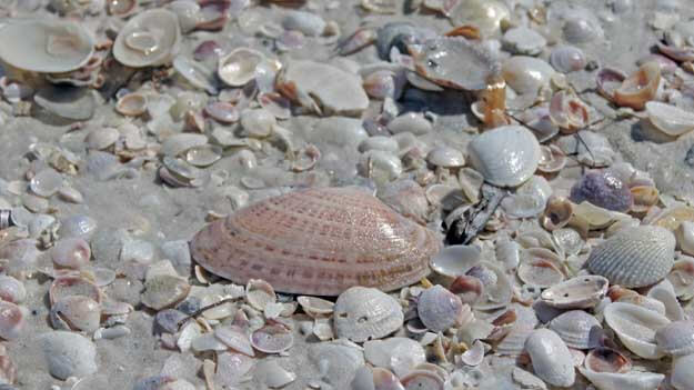 Photo of shells on a beach