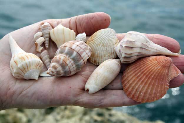 Shells in a hand. 