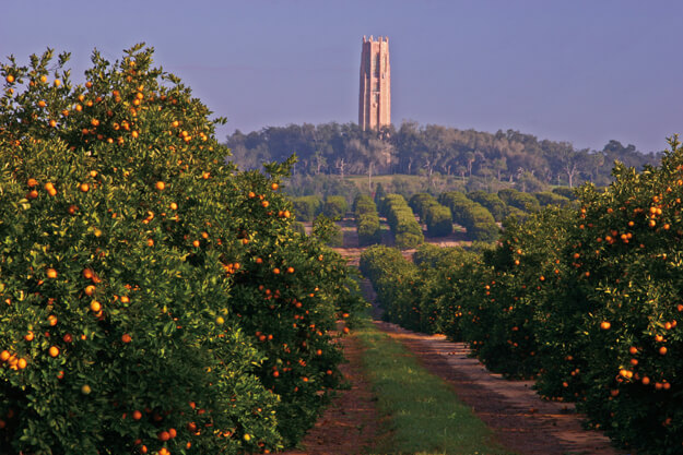 Photo of Bok Tower surrounded by orange trees