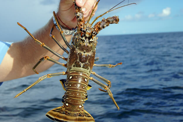 Photo of a lobster in a persons hand during Florida lobster season