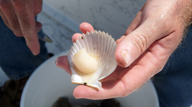 Photo of a scallop in a shell