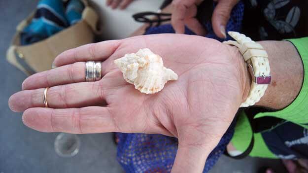 Shell in a person's hand. 