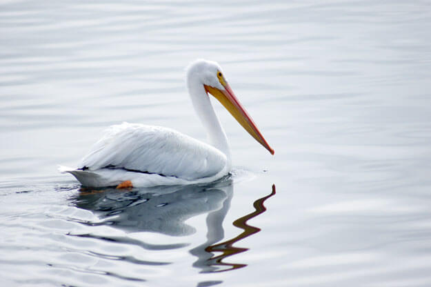 White Pelican, 