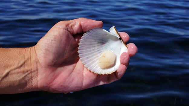 Photo of a scallop shell in a persons hand