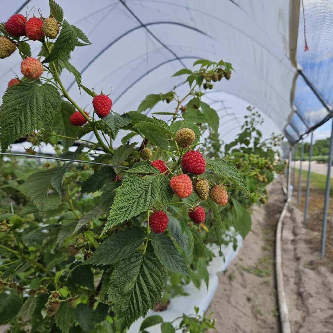 Where to Find the Best UPick Farms in Florida • Authentic Florida