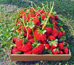 Photo of a basket of strawberries