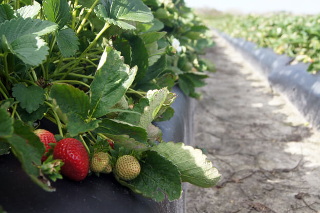 Strawberries in a field. 