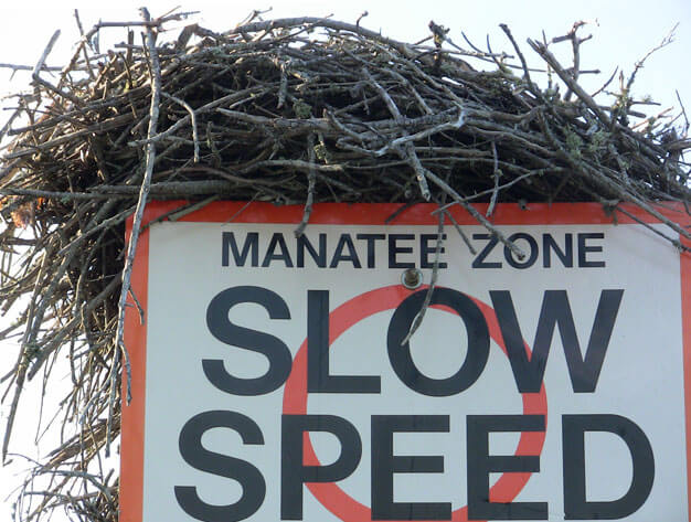 Photo of an osprey nest on top of a manatee zone sign