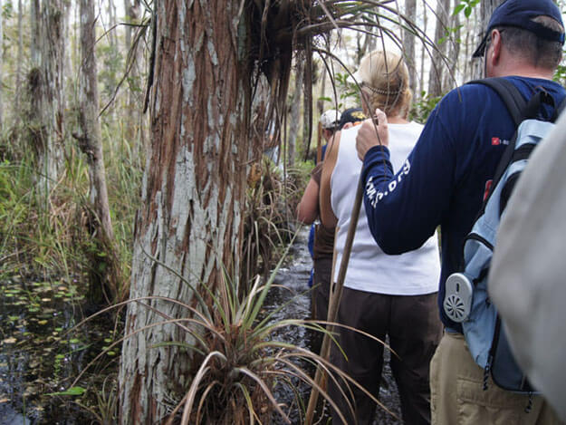 Photo of hikers in the Everglades