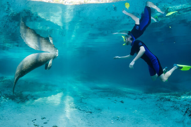 Photo of a person underwater with a manatee