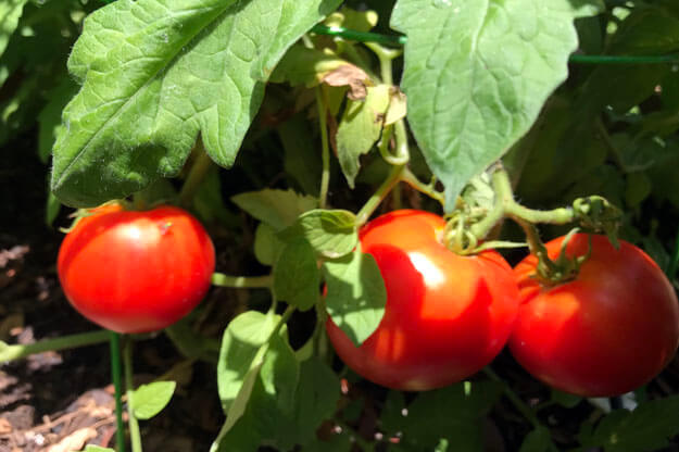 Photo of tomatoes on a vine