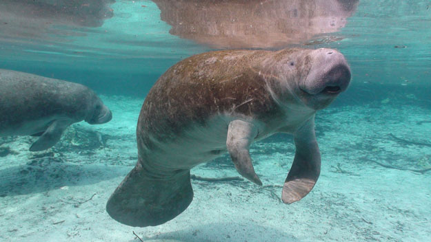 Manatee under the water. 