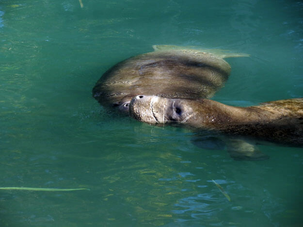 Photo of two manatees