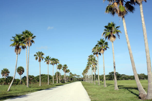 Palm trees in Fort De Soto