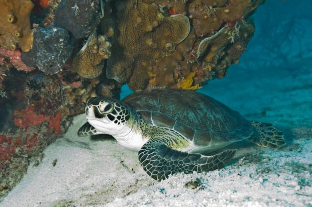 Photo of Biscayne National Park Florida sea turtles