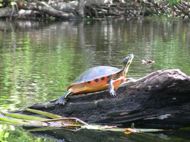 turtle on a log. 