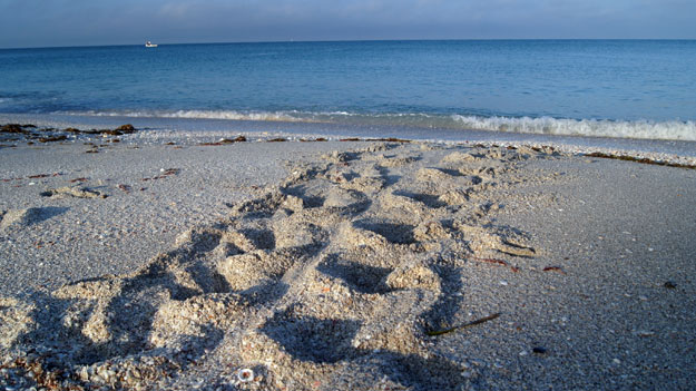 Sea Turtle Tracks on the Beach