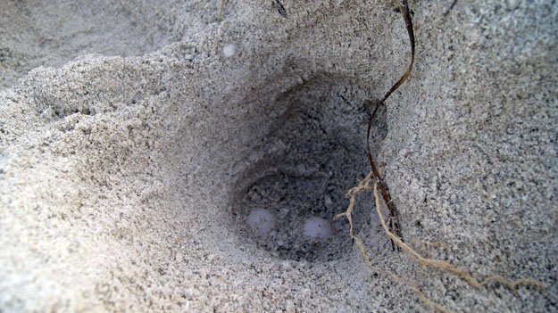 Sea turtle eggs on the beach