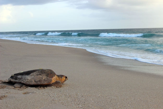 Photo of Mother Sea Turtle returning to the ocean after laying eggs