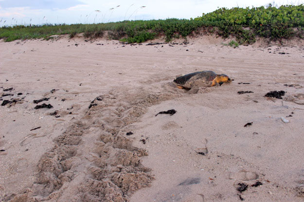 Sea Turtle Walking to nest 