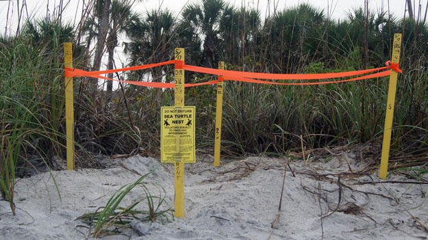 Photo of a staked off Sea Turtle nest on the beach