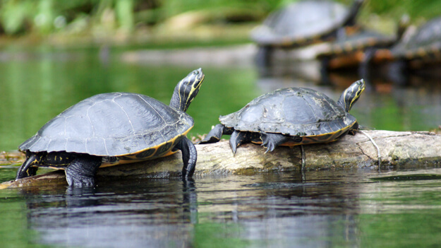 Photo of turtles on a branch