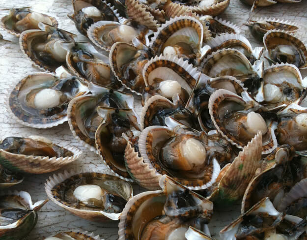 Photo of uncleaned scallops