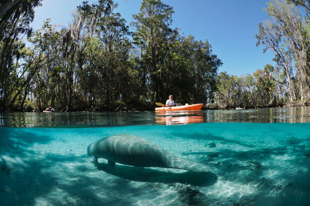 Photo of a manatee underwater with a kayak nearby
