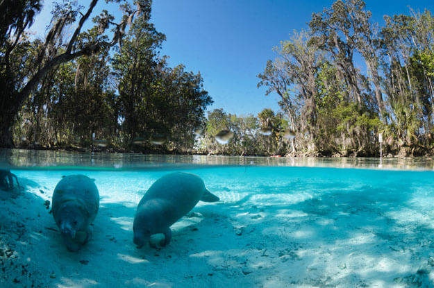 Two manatees underwater