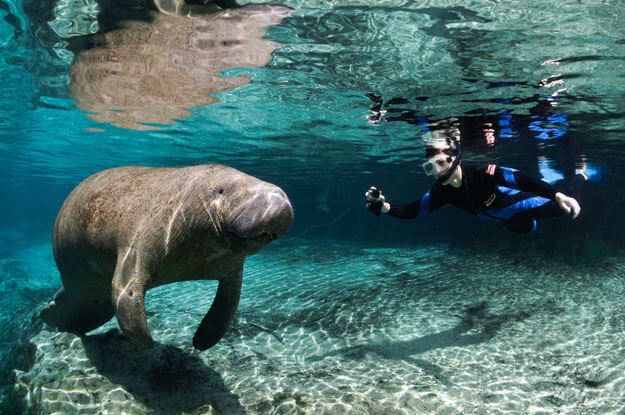 Photo of a person underwater near a manatee
