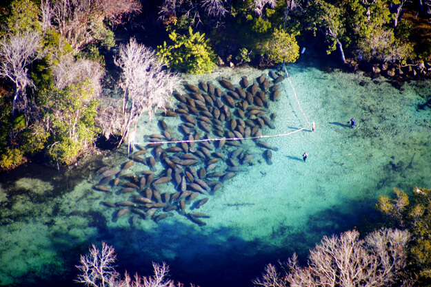 Manatees in the water from above. 