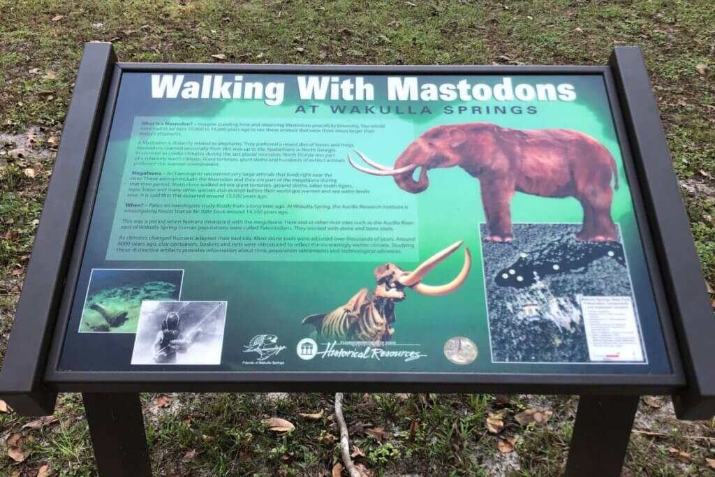 Walking with Mastodons at Wakulla Springs
