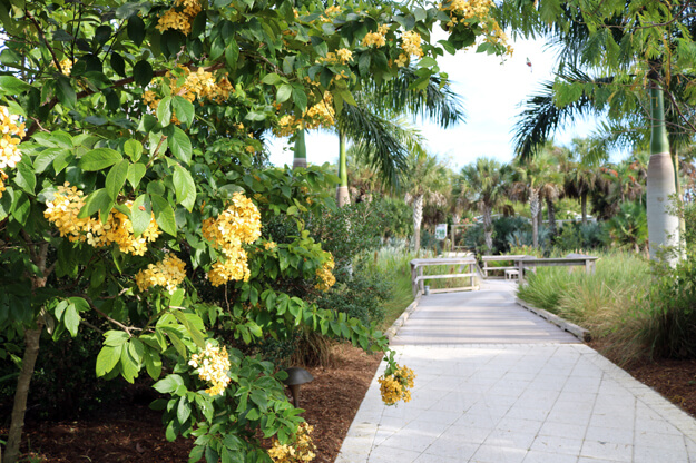 Photo of yellow flowers at the Naples Botanical Garden