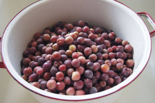 sea grapes in a stock pot 