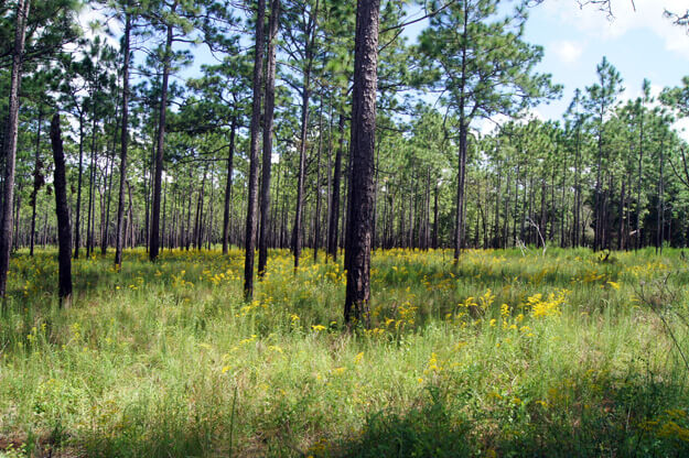 Photo of the Wekiwa Pine Tree Forest