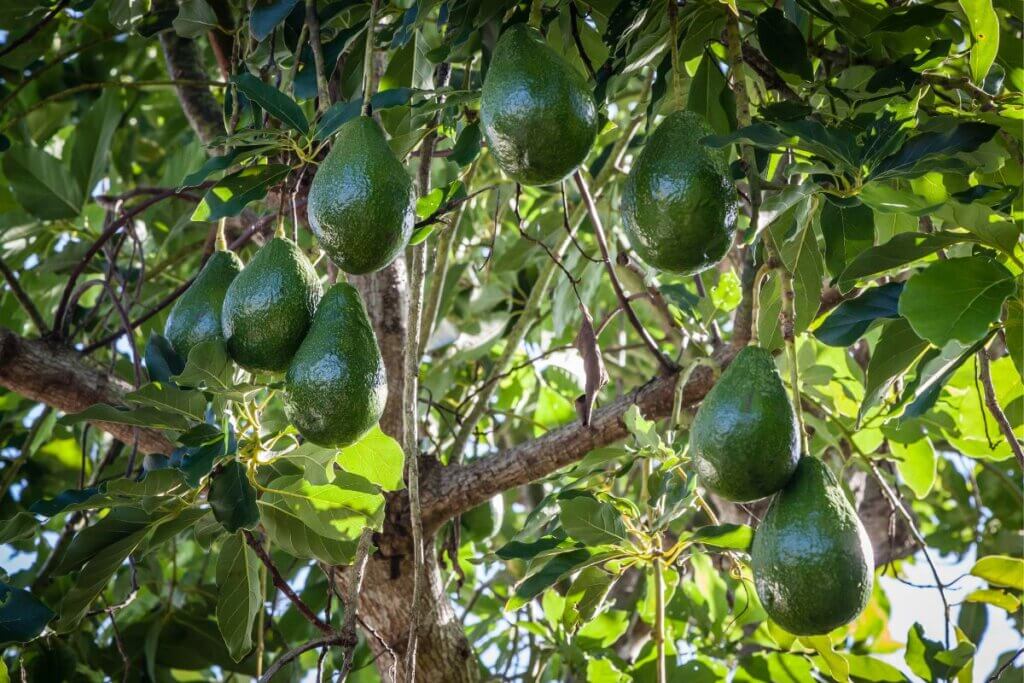 What Makes Florida Avocados Delicious! • Authentic Florida