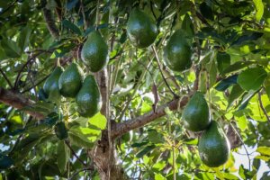 What Makes Florida Avocados Delicious