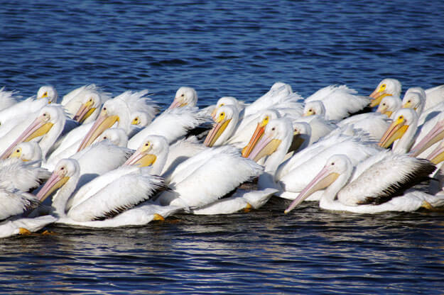 Photo of a flock of pelicans on the water