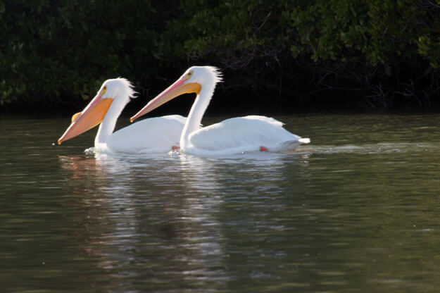 White Pelicans, Placida, Best Places in Florida to See White Pelicans