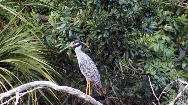 Photo of a yellow crowned night heron