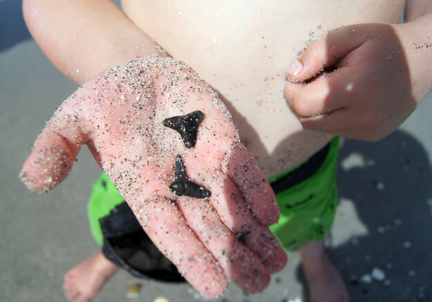 Photo of A young boy finding shark teeth treasures on the beach
