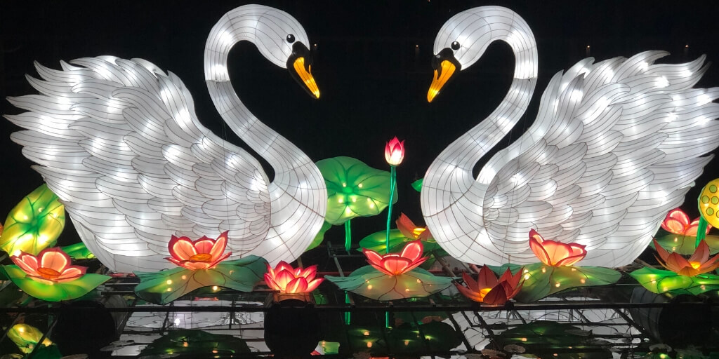 Two swan lanterns at the Central Florida Zoo Asian Lantern Festival.