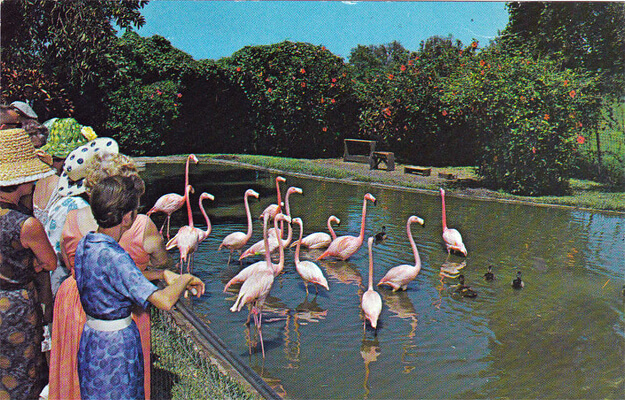 Vintage photo of flamingos in the water