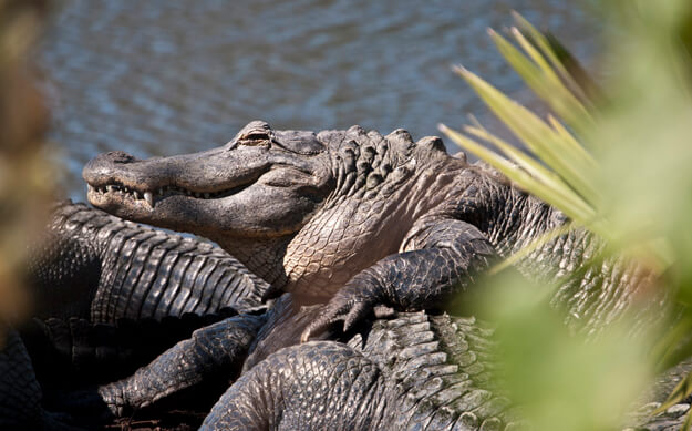 Photo of alligators at Gatorland